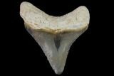 Serrated, Fossil Megalodon Tooth - Bone Valley, Florida #114140-1